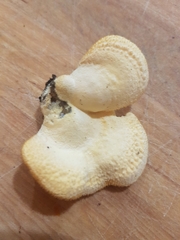 Phyllotopsis nidulans