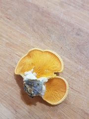 Phyllotopsis nidulans