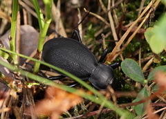 Carabus coriaceus