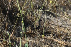 Amphispiza bilineata