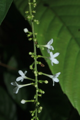 Gonzalagunia cornifolia