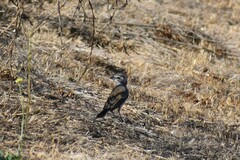 Amphispiza bilineata