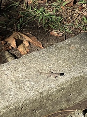 Sceloporus occidentalis longipes
