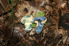 Gyroporus cyanescens