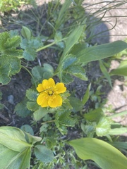 Potentilla flabellifolia