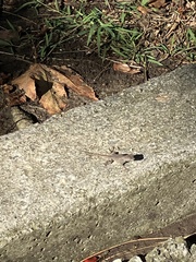 Sceloporus occidentalis longipes