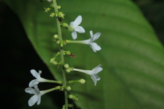Gonzalagunia cornifolia