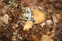 Gyroporus cyanescens