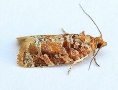 Argyrotaenia tabulana