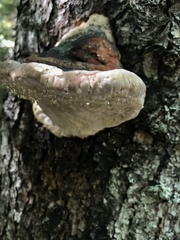Fomitopsis mounceae