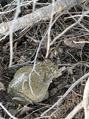 Incilius alvarius