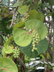 Coccoloba uvifera