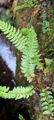 Polystichum