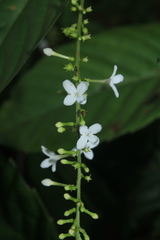 Gonzalagunia cornifolia