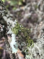 Phaeophyscia