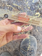 Eriogonum brachyanthum