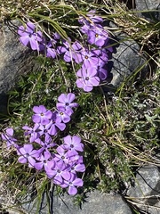 Phlox diffusa