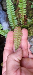 Polystichum