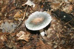 Russula cyanoxantha