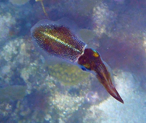 Caribbean Reef Squid