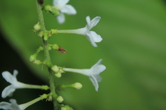 Gonzalagunia cornifolia