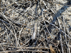 Psinidia fenestralis