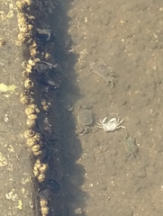 Hemigrapsus oregonensis