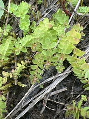 Hypericum anagalloides