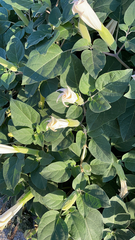Datura innoxia