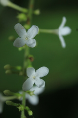 Gonzalagunia cornifolia