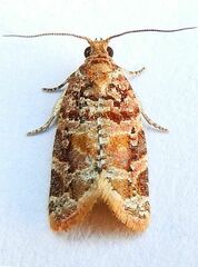 Argyrotaenia tabulana