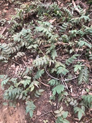 Berberis nervosa