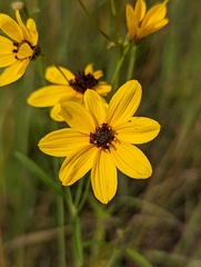 Coreopsis tripteris