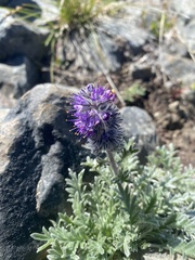 Phacelia sericea