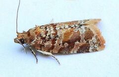 Argyrotaenia tabulana