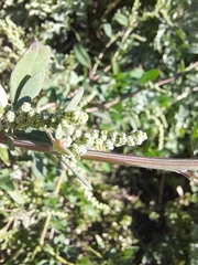 Chenopodium betaceum