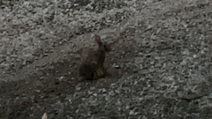 Leporidae