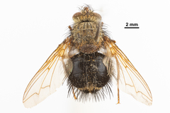 Tachininae