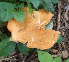 Polyporus radicatus