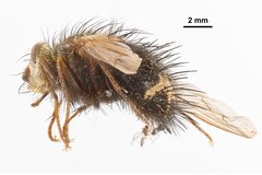 Tachininae