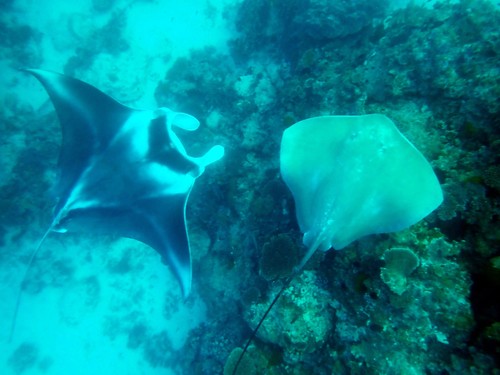 Pink whipray (Pateobatis fai) — Dasyatidae — 5