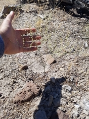 Eriogonum brachyanthum