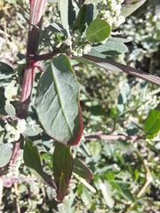 Chenopodium betaceum