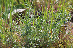 Astragalus reventiformis