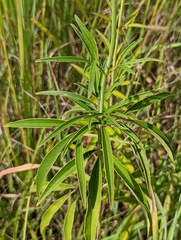 Coreopsis tripteris