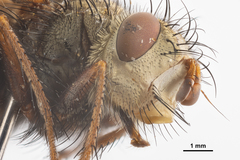 Tachininae