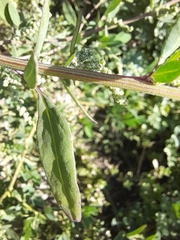 Chenopodium betaceum