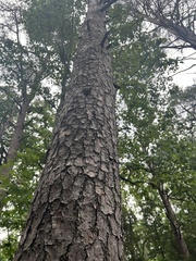 Pinus virginiana
