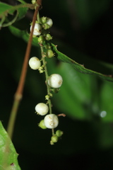 Gonzalagunia cornifolia