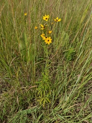 Coreopsis tripteris